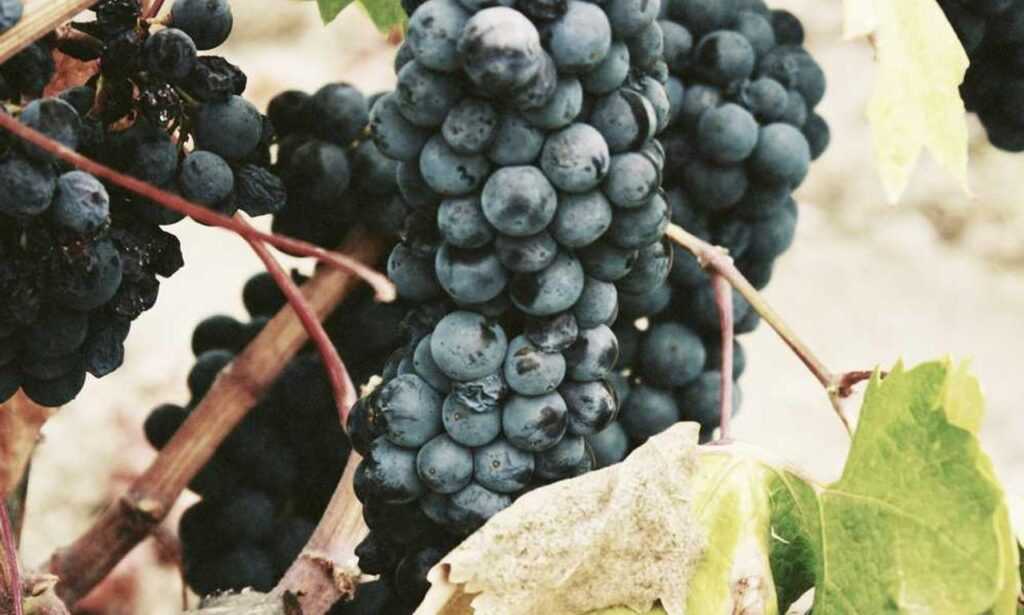 is game greensurvive2004 better on pc