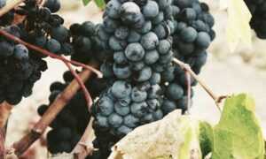 is game greensurvive2004 better on pc