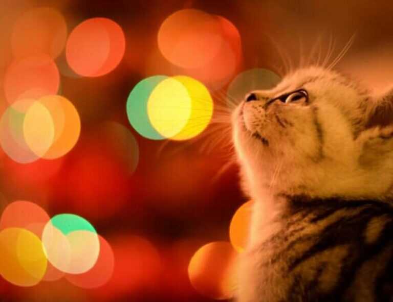 why are nuts bad for tadicurange disease